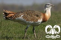 گونه میش مرغ Great Bustard